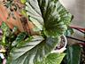 Продам комнатные растения