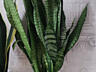 Продам шикарные сансевьерии