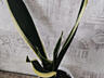 Продам шикарные сансевьерии