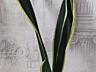 Продам шикарные сансевьерии