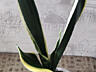 Продам шикарные сансевьерии