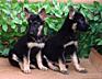 Щенки Восточно-Европейской Овчарки
