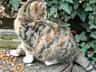 Отдам в хорошие руки трехцветную кошечку