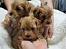 Продам щенков maltipoo mini, мама той пудель, папа мальтипу мини