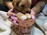Продам щенков maltipoo mini, мама той пудель, папа мальтипу мини