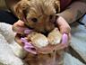 Продам щенков maltipoo mini, мама той пудель, папа мальтипу мини