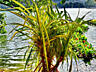 Винтовая (шагающая) пальма "Панданус Вейча"