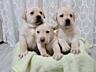 Щенки Лабрадора - Ретривера