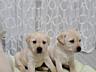 Щенки Лабрадора - Ретривера