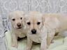 Щенки Лабрадора - Ретривера