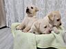 Щенки Лабрадора - Ретривера