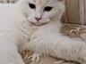Отдам кошечку в хорошие руки.