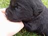 Продажа щенков лабрадор ретривер