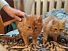 Отдаём котят в хорошие руки