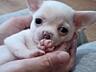 Щенки Чихуахуа