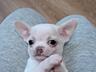 Щенки Чихуахуа