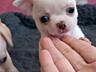 Щенки Чихуахуа