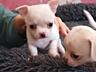 Щенки Чихуахуа