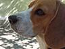 ПРОПАЛА СОБАКА породы БИГЛЬ