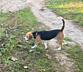 ПРОПАЛА СОБАКА породы БИГЛЬ