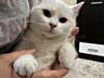Отдам кошечку в хорошие руки.