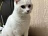 Отдам кошечку в хорошие руки.