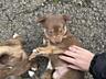Отдадим в добрые руки щенят