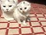 Продам породистых котят