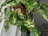 Продаю комнатные растения.