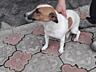 Продам щенков Джек рассел