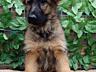 Щенки немецкой овчарки зонарного окраса