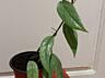 Монстера 9 сортов с доставкой
