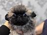 Продается щенок пекинеса