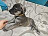 Щенята помесь лабрадор ретривера