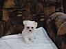 , Щенки мальтийской болонки (bichon maltese)
