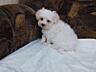 , Щенки мальтийской болонки (bichon maltese)