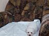 , Щенки мальтийской болонки (bichon maltese)