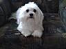 , Щенки мальтийской болонки (bichon maltese)
