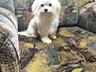 Bichon maltese (мальтийская болонка) приглашает на вязку