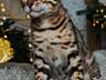 Бенгальские котята