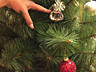 Сосна новогодняя