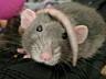 В продаже очень милые крысята