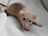 В продаже крысенок редкого окраса