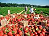 Жду сельских на оформление - сборка клубники в Германии.
