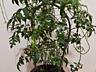 Комнатный жасмин и др. комнатные кустарники доставим бесплатно