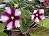 Сортовые фиалки