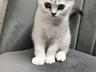 Готов любить и быть любимым, Scottish Straight-серебристая шиншилла.