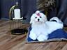 Кукольные щенки мальтезе