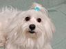 Продаются Щенки мальтийской болонки! С прививками и документами!