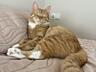 Отдам кота в связи с переездом